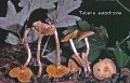 Tubaria dispersa-amf1907